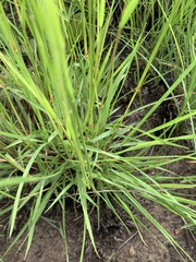 Eragrostis capensis