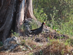 Gallinula galeata