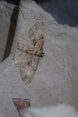 Psilalcis galsworthyi