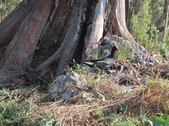 Gallinula galeata