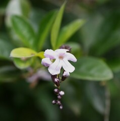 Duranta triacantha
