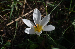 Crocus hadriaticus