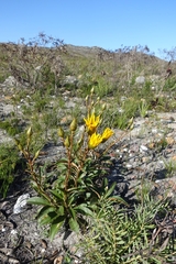 Berkheya herbacea