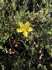 Crocanthemum scoparium