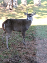 Odocoileus virginianus