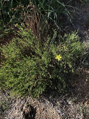 Crocanthemum scoparium