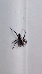 Oxyopes tridens
