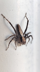 Oxyopes tridens