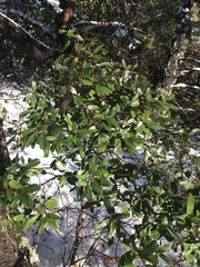 Frangula californica