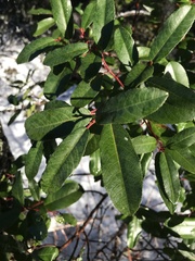 Frangula californica