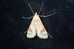 Eoophyla