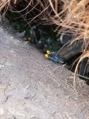 Thyreophora cynophila