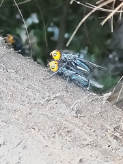 Thyreophora cynophila