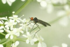 Empis nigritarsis