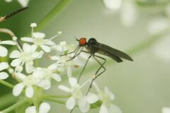 Empis nigritarsis
