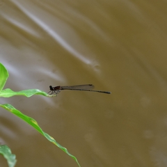 Prodasineura verticalis