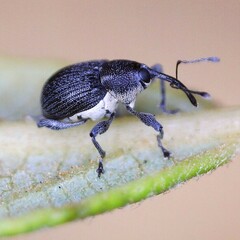 Archarius salicivorus