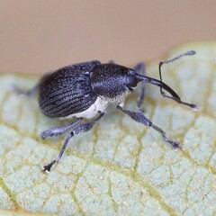 Archarius salicivorus