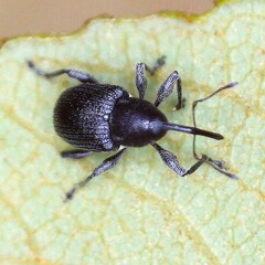 Archarius salicivorus