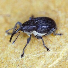 Archarius salicivorus