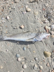Menticirrhus