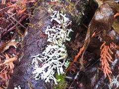 Hypogymnia occidentalis
