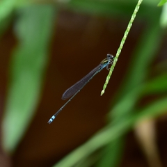 Pseudagrion indicum