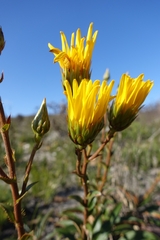 Berkheya herbacea