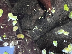 Wolffia brasiliensis