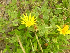 Gazania