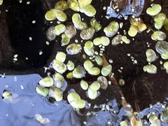 Wolffia brasiliensis