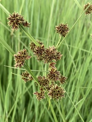 Cyperus haematocephalus