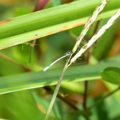 Agriocnemis pieris