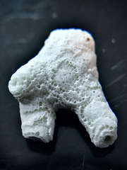 Schizoporella pungens