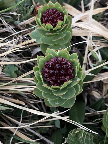 Rhodiola integrifolia