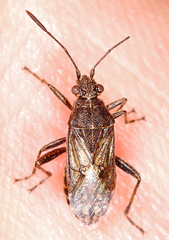 Stictopleurus