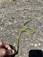 Philothamnus semivariegatus