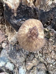 Pluteus romellii