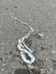 Philothamnus occidentalis