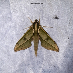 Xylophanes amadis