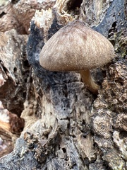 Pluteus romellii