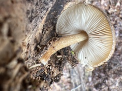Pluteus romellii
