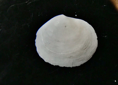 Semele proficua