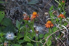 Pseudogynoxys benthamii