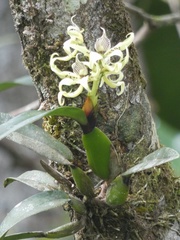 Prosthechea chimborazoensis