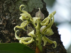 Prosthechea chimborazoensis