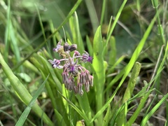 Ledebouria cooperi
