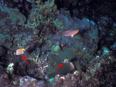 Chaetodon sedentarius
