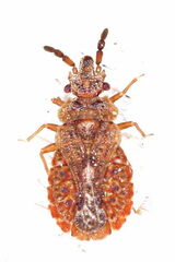 Aradus cinnamomeus