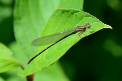 Argia moesta